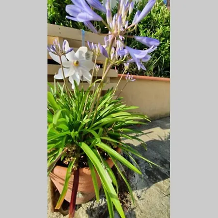 Maison Dream In Marciac