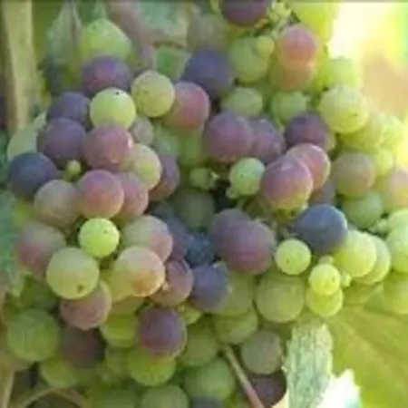 Maison Dream In * Marciac