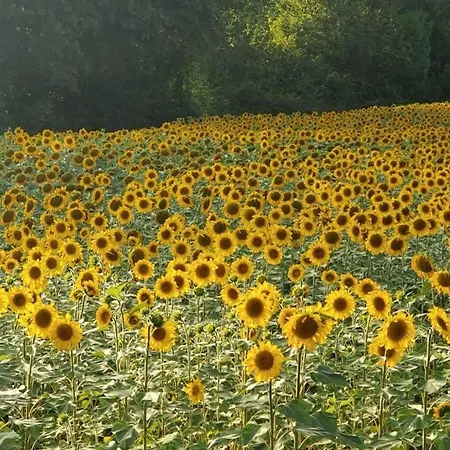 Villa Maison Dream In Marciac