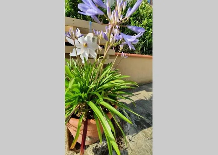 Maison Dream In Marciac