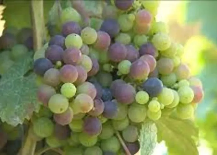 Maison Dream In * マルシアック