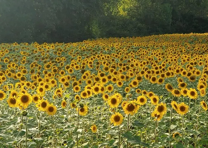 ヴィラ Maison Dream In マルシアック